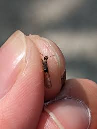 台灣特有散居白蟻