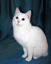 Japanese Bobtail Cat Females Megumi Cattery In Indiana Bobtail Cat Japanese Bobtail Cats