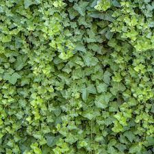 Image result for Hedera