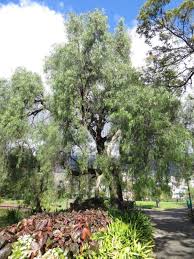 Along with brazilian peppertree (s. Peruvian Pepper Tree In The Garden Of Parque Santa Catarina On Avenida Do Infante Funchal Madeira Portugal