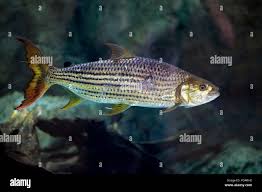 Image result for Heterotis