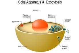 They are used for transporting molecules throughout the cell. A Definition Of Exocytosis With Steps And Examples