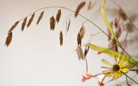 Image result for Grona stolzii