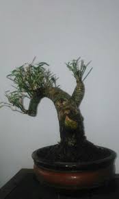 Bonsai Bambu Unik Perkebunan Di Carousell
