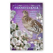 The mountain laurel, (kalmia latifolia,) is pennsylvania state flower, as enacted by the general assembly on may 5, 1933.a profusion of native wildflowers herald spring and summer in penn's woods. Pennsylvania Bird And Flower Postcard Set Of 20 Identical Postcards Pa State Symbols Post Cards Made In Usa Amazon In Office Products