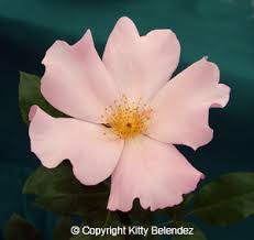 2011 Rose Blog of Kitty & Bob Belendez