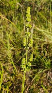 Image result for Cantinoa americana