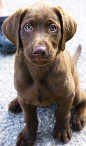 Chocolate lab pictures with girl. Pin By Theresa Howell On Pets Lab Puppies Puppies Labrador Retriever Puppies
