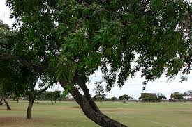 Image result for Millettia lasiantha