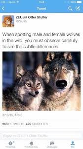 Top 5 furry meme piggy. Another Furry Meme Dump Album On Imgur