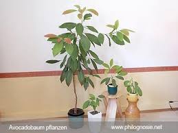Avocado Pflanzen Avocadobaum Selber Ziehen Philognosie Avocado Baum Avocadobaum Pflanzen