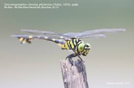 Image result for Gonatopus clavatus