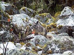 Image result for viscacha