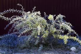 Flamingo dwarf willow (cut back). Dappled Willow Pruning Should You Trim A Dappled Willow Shrub