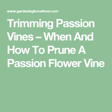 Trimming Passion Vines When And How To Prune A Passion Flower Vine Passion Vine Passion Flower Vines