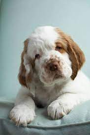 The current median price of english springer spaniels in ohio is $1,450.00. 33 Perfect Ideas Dog Breeds Cute Dogs Cute Animals