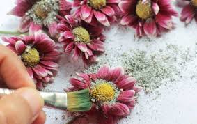 Using silica gel to preserve flowers. Silicagelly Silica Gel Crystals For Flowers And Arts Crafts