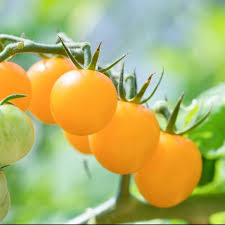 Tomate Goldwin Pot De 0 75 Litre Gamm Vert Tomates Potager Potager Tomates