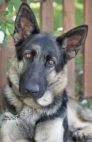 While providing loving, temporary homes for our dogs in rescue we get them vetted and spend time getting to know them personally so we can place them in the home that best. Sign In Beautiful Dogs Shepherd Dog German Shepherd