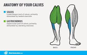 Let's face it, with guys and bodybuilding it's all about size. 6 Big Reasons Your Calves Aren T Growing