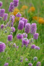 Pin On Illinois Native Plants