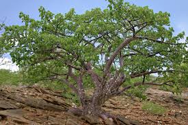 Image result for Sterculia africana