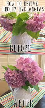 Maybe you would like to learn more about one of these? How To Save Drooping Hydrangeas After Cutting The Kim Six Fix