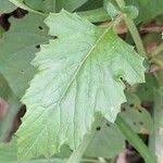 Image result for Crassocephalum vitellinum