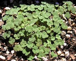 Image result for Oxalis semiloba