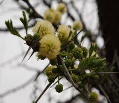 Image result for Acacia robusta
