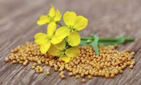Scoprilo in cucina, col termine senape si fa riferimento ai semi di alcune piante appartenenti al genere brassica. Semi Di Senape Le Proprieta E Le Controindicazioni