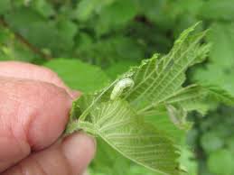 Image result for Trichopteryx fruticulosa