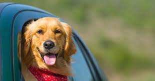 Along the way, you'll meet everyone from adorable floofs to stealthy puppers known for their hunting prowess. Dog Quiz Can You Answer These 23 Questions About Famous And Fictional Canines Coventrylive