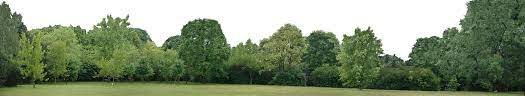 Check spelling or type a new query. Siluetas Arboles Texturas Photoshop Vegetacion