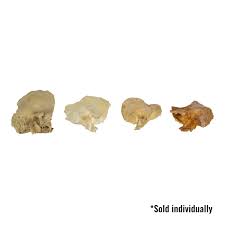 Image result for Temporal Bone