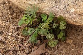 Image result for Actiniopteris radiata