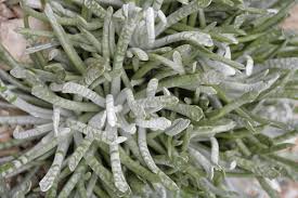 Image result for Caputia