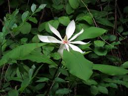 We did not find results for: 27 Flowering Trees For Massachusetts Yards Progardentips