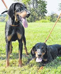 Learn more about the ohio pet sanctuary in cincinnati, oh, and search the available pets they have up for adoption on petfinder. Dog Pound Fighting Obstacles Times Gazette