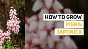 The red new growth fades to a pink, then to a silver, hence the name 'flaming silver'. Pieris Japonica Growing Guide Japanese Pieris Japanese Andromeda