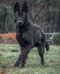 They want nothing more than to be with their family, which makes them unsuitable as a kennel dog. Belgian Malinois Breed Guide Dogbeast Belgian Malinois Dog Malinois Dog German Shepherd Dogs