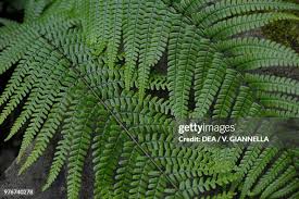 Image result for Osmundaceae