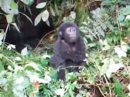 Check spelling or type a new query. Baby Gorilla Beating His Chest Funny