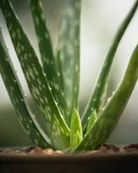 Image result for Aloe buchananii
