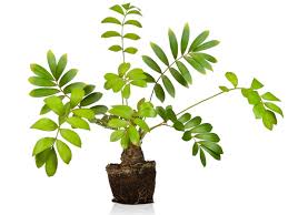 Image result for Zamia furfuracea