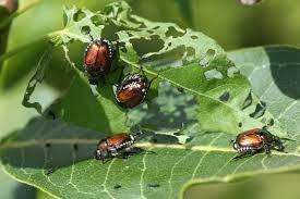 Check spelling or type a new query. 22 Ways To Combat Garden Pests Naturally Farmers Almanac