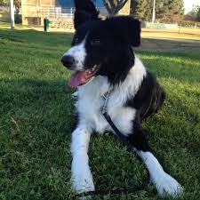 Border collie puppies for adoption victoria. So You Want A Border Collie But You Don T Have A Yard Pethelpful