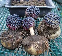 Image result for Sauromatum venosum