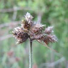 Image result for Fuirena pubescens