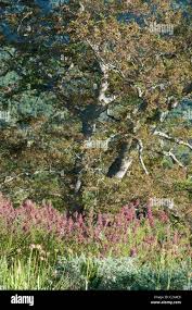 Image result for Syncolostemon elliottii